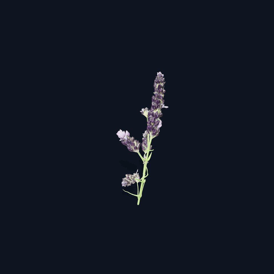 Lavender Flower Botanical model pack